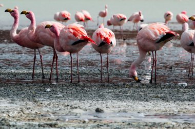 Andes, güneyinde Bolivya'nın Gölü flamingolar