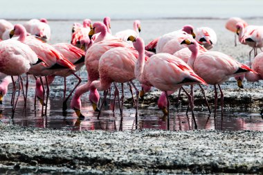 Andes, güneyinde Bolivya'nın Gölü flamingolar