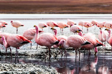Andes, güneyinde Bolivya'nın Gölü flamingolar