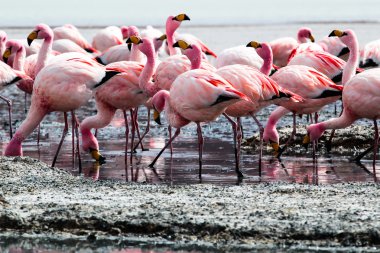 Andes, güneyinde Bolivya'nın Gölü flamingolar