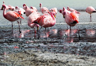 Andes, güneyinde Bolivya'nın Gölü flamingolar