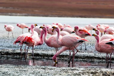 Andes, güneyinde Bolivya'nın Gölü flamingolar