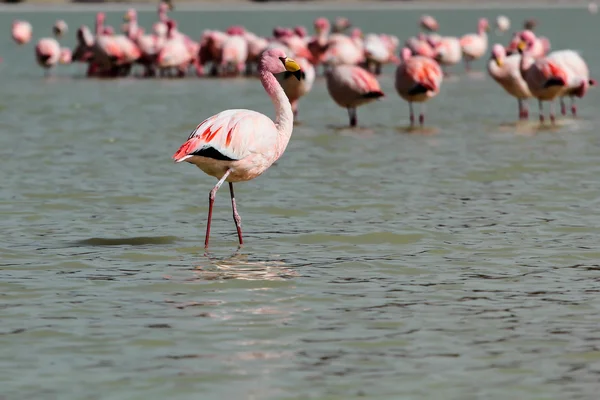 Fenicotteri sul lago nelle Ande, nella parte meridionale della Bolivia — Foto Stock