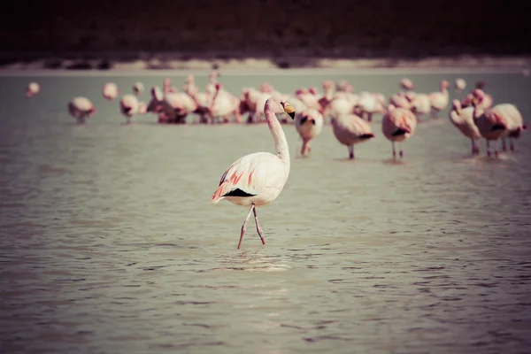 Flamingos no lago em Andes, a parte sul da Bolívia — Fotografia de Stock