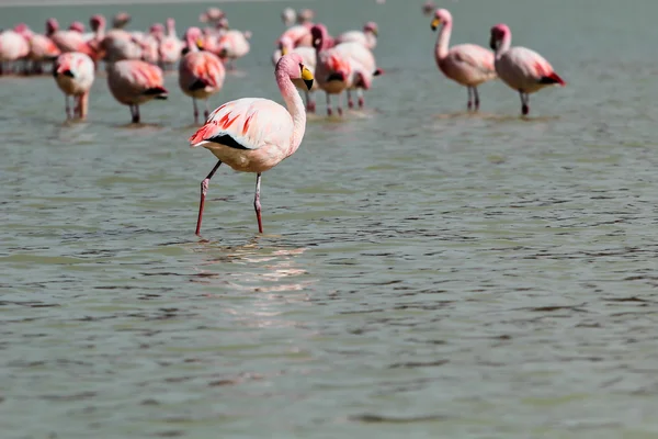 Flamingos no lago em Andes, a parte sul da Bolívia — Fotografia de Stock