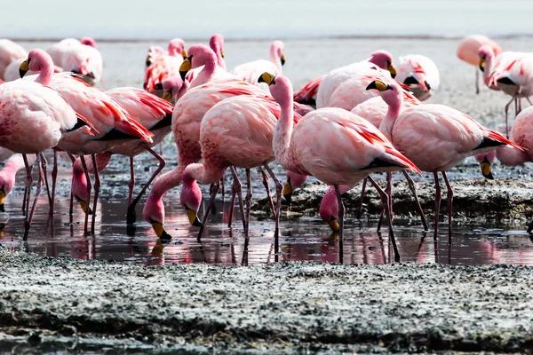 Flamingos on lake in Andes, the southern part of Bolivia — Stock Photo, Image