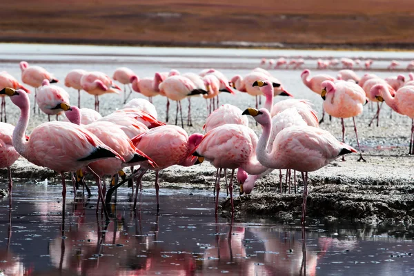 Flamingos on lake in Andes, the southern part of Bolivia — Stock Photo, Image