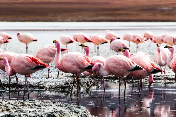 Flamingos on lake in Andes, the southern part of Bolivia — Stock Photo, Image