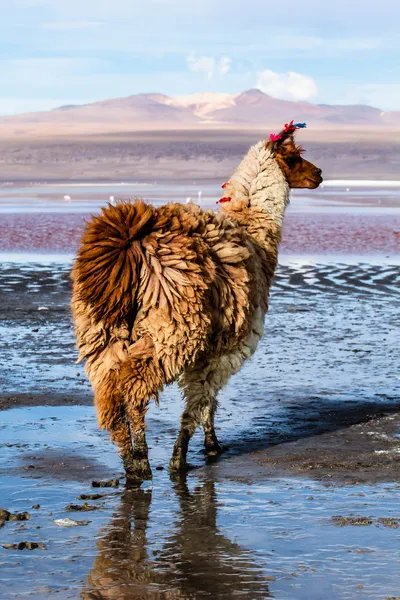 Lama on the Laguna Colorada, Bolivia Stock Photo