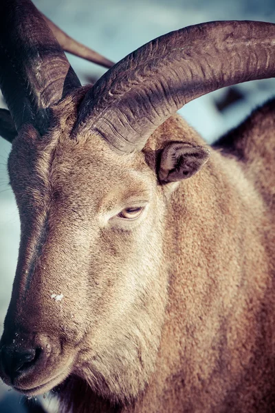 Mouflon portrait — Stock Photo, Image