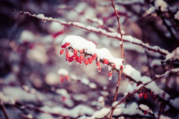 Röda bär täckt med snö på vintern — Stockfoto