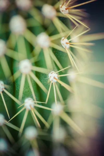 Close up of globe shaped cactus with long thorns — Stock Photo, Image