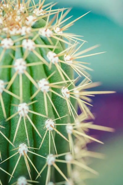 Gros plan de cactus en forme de globe avec de longues épines — Photo