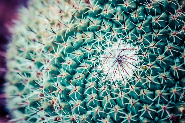 Gros plan de cactus en forme de globe avec de longues épines — Photo