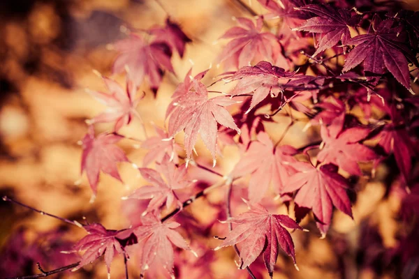 Vörös levelek ősszel — Stock Fotó