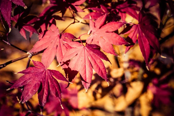Красные листья осенью — стоковое фото