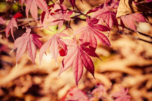 Feuilles rouges en automne — Photo