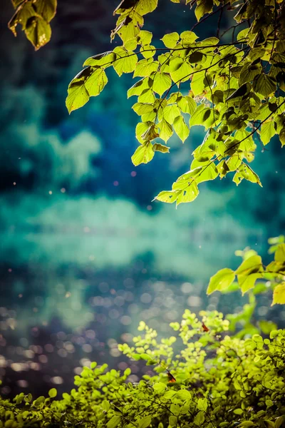 夏季，波兰的太阳豆绿色的树叶. — 图库照片