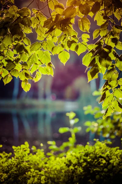 Gröna blad med solen bönor på sommaren, Polen. — Stockfoto