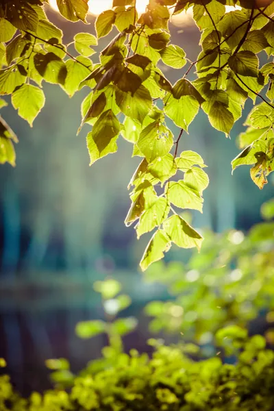 Gröna blad med solen bönor på sommaren, Polen. — Stockfoto