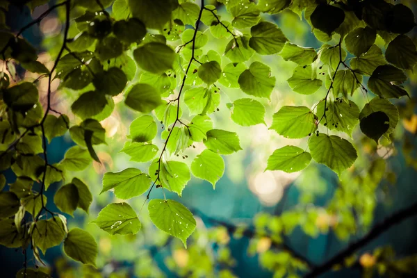 Yeşil yaprakları ile güneş fasulye yaz, Polonya. — Stok fotoğraf