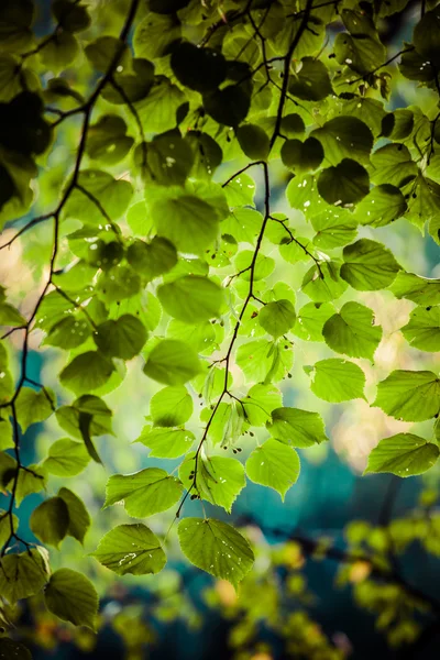 Grüne Blätter mit Sonnenbohnen im Sommer, Polen. — Stockfoto