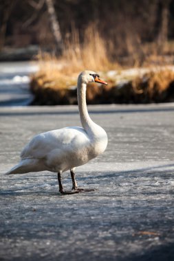 doğal kış ortamında yürüyüş sessiz Kuğu.