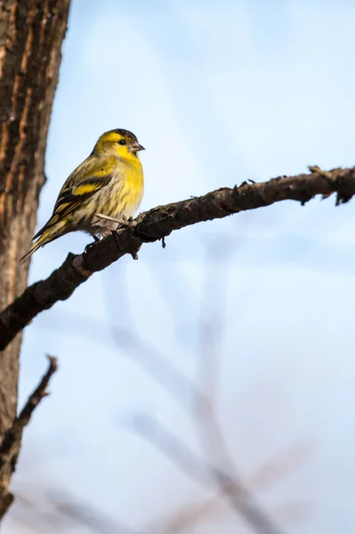 Close-up of a siskin, sitting in the tree in early spring — Stock Photo, Image