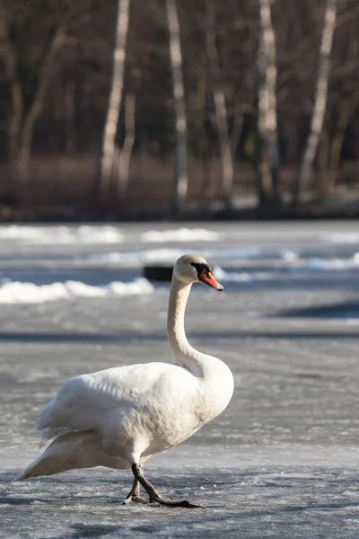 Mute Swan walking in the natural winter environment. — Stock Photo, Image