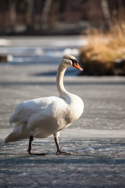 Mute Swan walking in the natural winter environment. — Stock Photo, Image