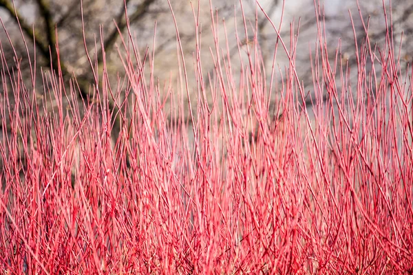 Rote Pflanze im Winter. — Stockfoto