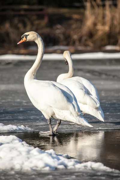 Mute Swan walking in the natural winter environment. — Stock Photo, Image