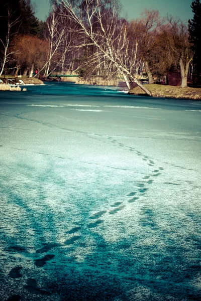 Cisne mudo andando no ambiente natural de inverno . — Fotografia de Stock
