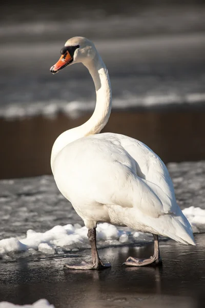 Mute Swan walking in the natural winter environment. — Stock Photo, Image