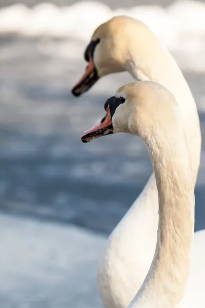 Camminata del cigno muto nell'ambiente naturale invernale . — Foto Stock