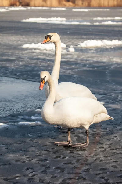 Mute Swan walking in the natural winter environment. — Stock Photo, Image