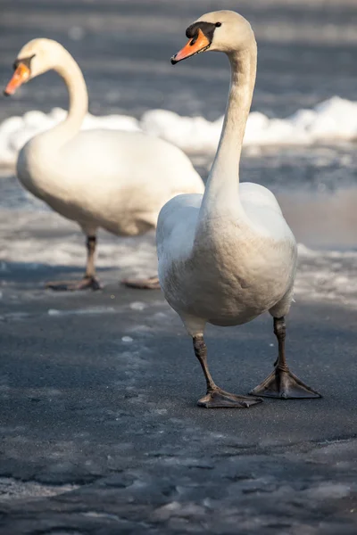 Cisne mudo caminando en el ambiente natural de invierno . — Foto de Stock