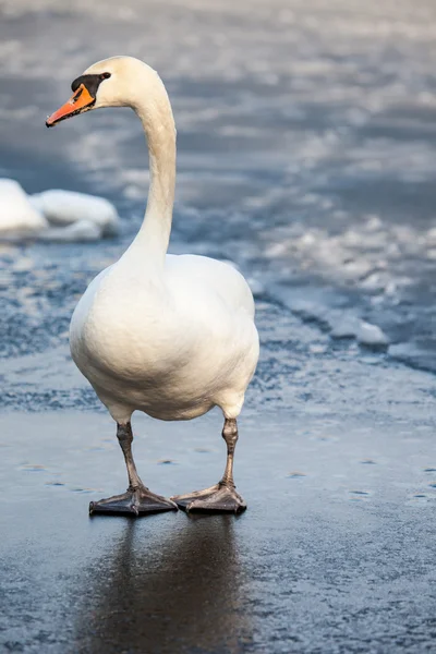 走在冬季天然环境的疣鼻天鹅. — 图库照片
