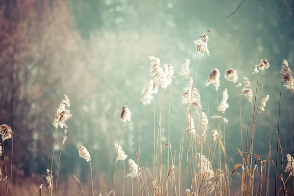 Närbild av torrt gräs i frost och skugga på snö — Stockfoto