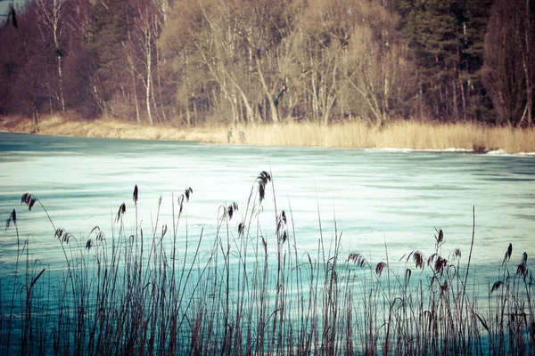 Närbild av torrt gräs i frost och skugga på snö — Stockfoto