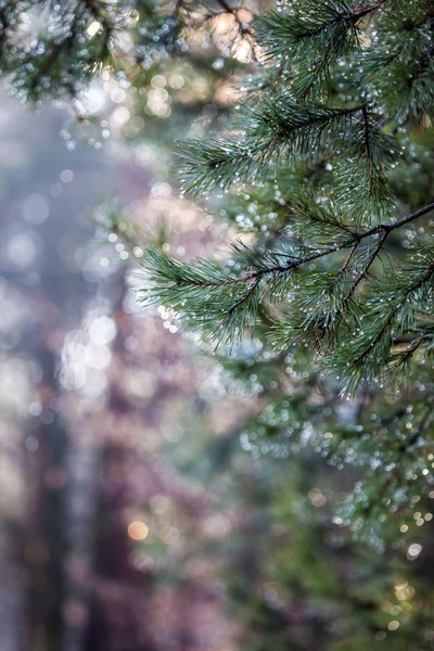 Gotas de agua en agujas de pino sobre fondo borroso . — Foto de Stock