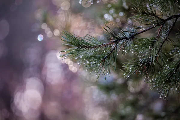 Gotas de agua en agujas de pino sobre fondo borroso . —  Fotos de Stock