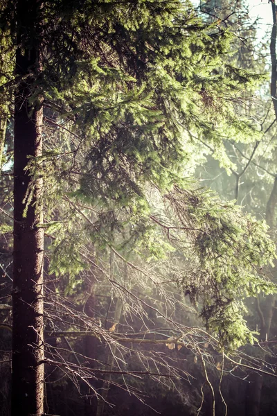 Orario invernale nel parco locale, Polonia . — Foto Stock