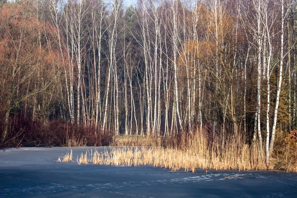 Närbild av torrt gräs i frost och skugga på snö — Stockfoto