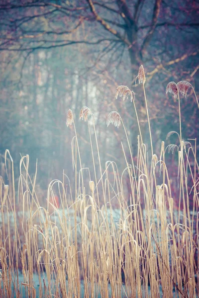 Närbild av torrt gräs i frost och skugga på snö — Stockfoto