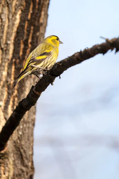 Close-up of a siskin, sitting in the tree in early spring — Stock Photo, Image