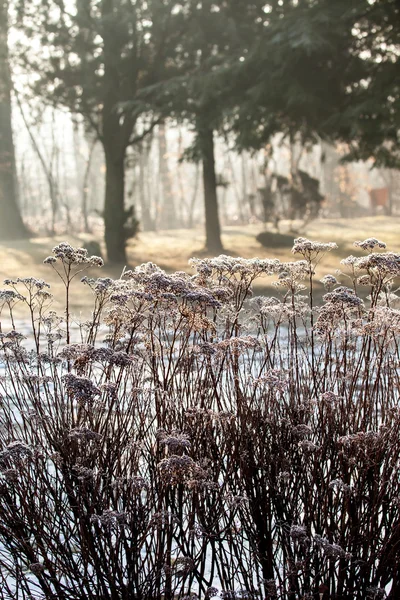 Bevroren plant met selectieve aandacht — Stockfoto