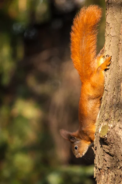Red squirrel sitting on the tree Stock Image