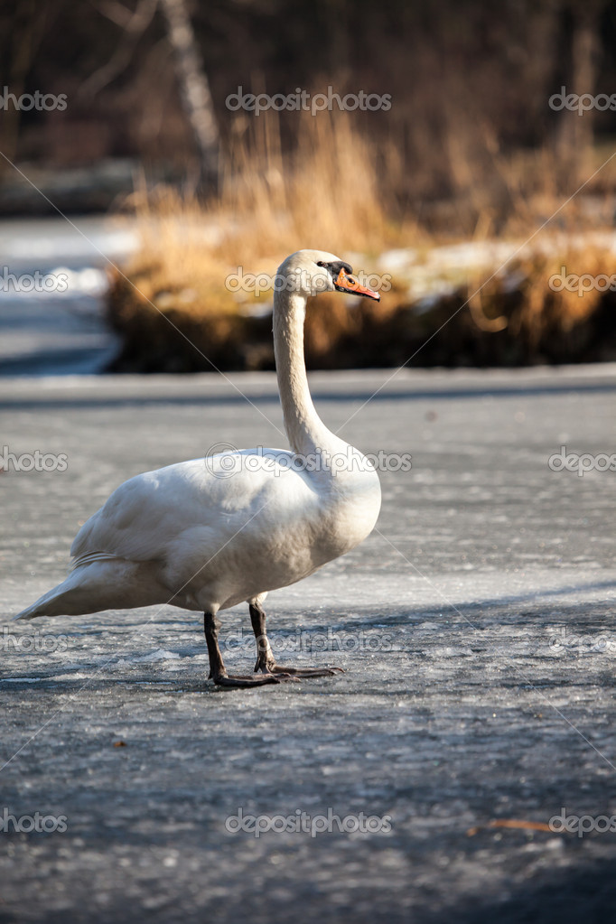 Mute Swan Гуляет В Естественных Зимних Условиях. Стоковое Фото.
