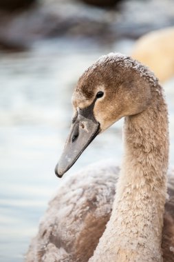 küçük kuğu (cygnus rengi), Polonya, pogoria Gölü portresi. Kış saati.